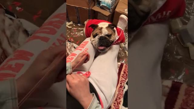 Самая злая собака🙉 смотреть онлайн