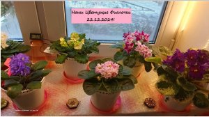 Наши Цветущие Фиалочки 22.12.2024!