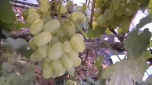Сорт винограда Вива Айка - сезон 2015