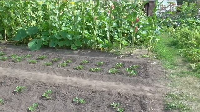 Советы огородников по уходу за клубникой после высадки