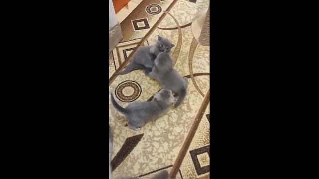 Шотландские котята 1,5 месяца
