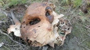 Нашли голову мамантёнка якутии