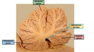 Сазонов С.В. 11. Мозжечок