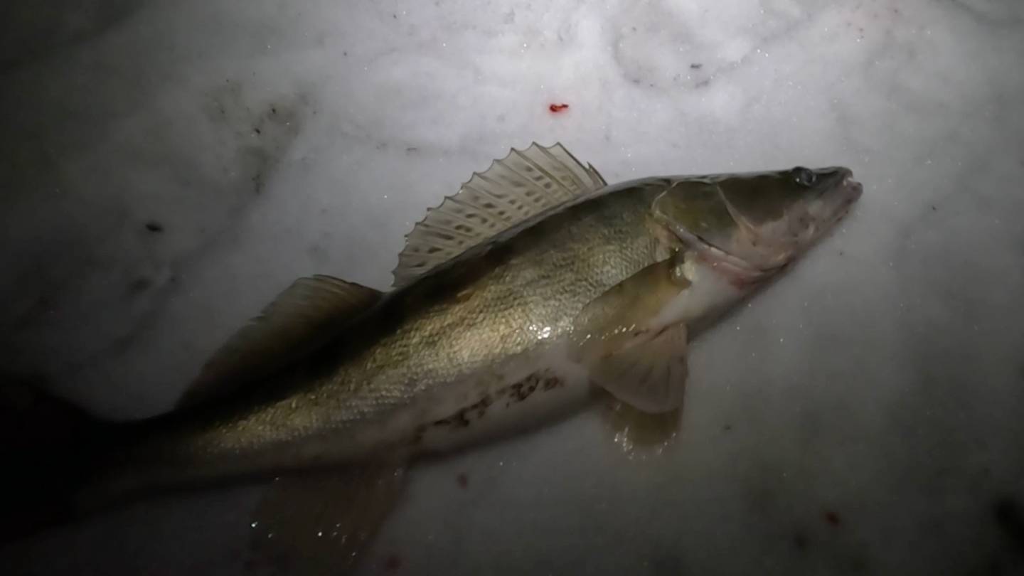 Ночная ловля СУДАКА на ВОБЛЕРЫ! Москва-река, зимний спиннинг! Бонус в конце рыбалки! Декабрь 2024 смотреть онлайн