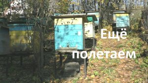 Последний облет пчел перед зимовкой