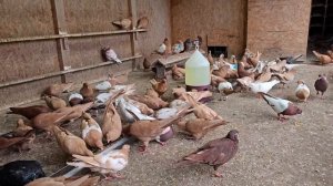 Голуби живут ради меня.