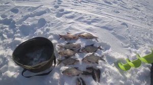 Глухозимье отменили.Белоярское водохранилище.22 февраля 2024 г.