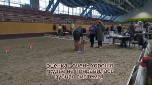 Ринг пшеничных терьеров на выставке в Ратомке 27.03.2022 г.