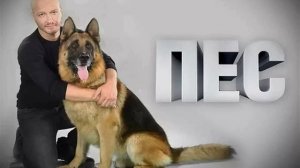 пес саундтрек грустная тема