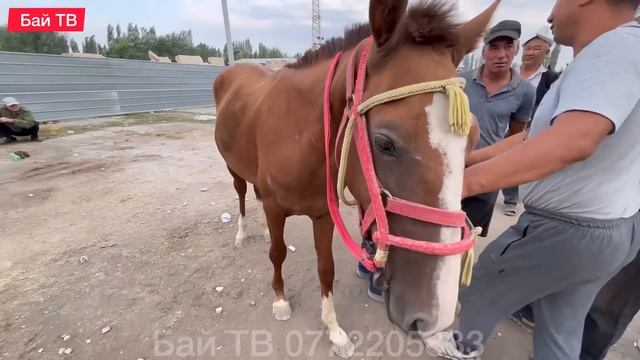 ЖЫЛКЫ БЭЭ БАЙТАЛ ТАЙ БААЛАРЫ  #байтв
