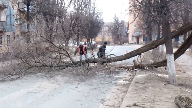 Упавшее дерево на ул.Физкультурной смотреть онлайн