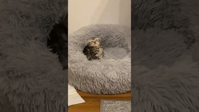 слиппи китти