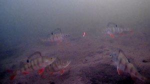 РЫБАЛКА НА БЕЗМОТЫЛКУ ЛОВЛЯ ЖИВЦА НА ЖЕРЛИЦЫ.