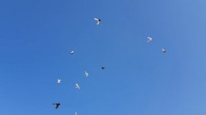 26.04.19. Подымать 10 голубей или 100 штук это большая разница.