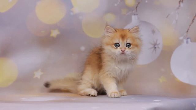 Британские котята,золотые шиншиллы.
