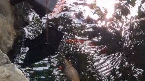 Самодельная автокормушка для рыб в пруду.