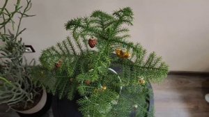 Араукария Гетерофилла (Araucaria heterophylla) - альтернатива классической новогодней ёлке