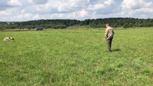 Как поставить собаку в стойку