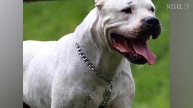 7 САМЫХ СТРАШНЫХ И ОПАСНЫХ ПОРОД СОБАК