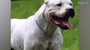 7 САМЫХ СТРАШНЫХ И ОПАСНЫХ ПОРОД СОБАК