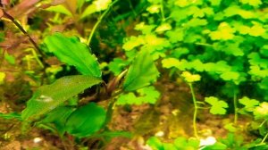 С чего все начиналось Буцефаландры sp.Melawi