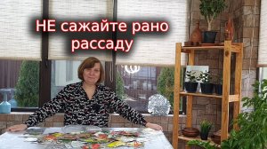 Не спешите сажать рано рассаду