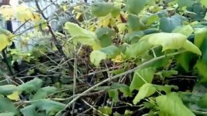 Готовим малину на зиму  Было   Стало