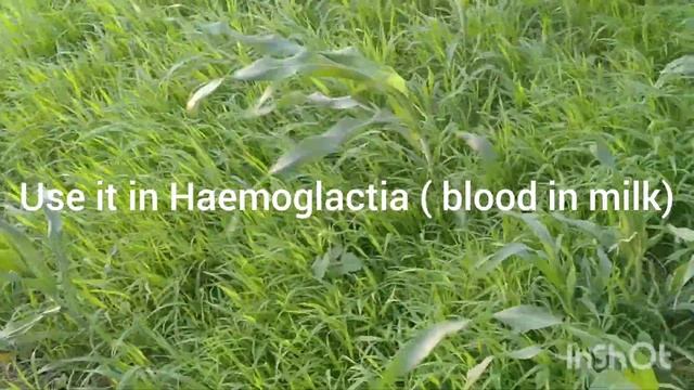 Use of metha soda l sodium bicarbonate in animals Dr Shahzad Drishak смотреть онлайн