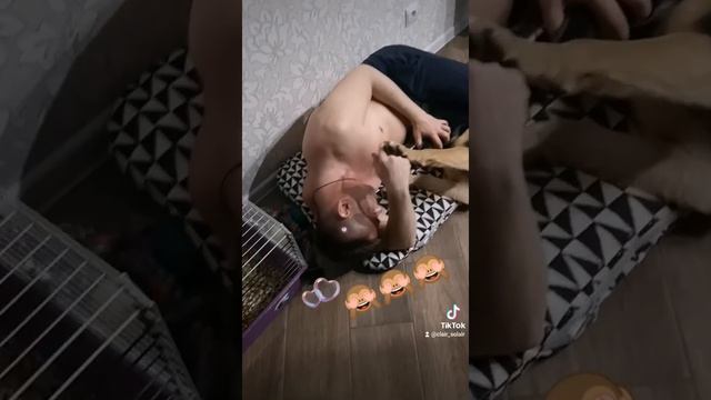 Застукала мужа😂#щенок#топ#приколы#вео#овчарка#собаки#приколыссобаками#папавамнемама