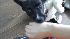 Злой кинолог: вот такой человек! | Совместно с каналом Pet's Club
