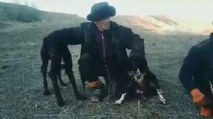 Охота и собаки Кыргызские ВОЛКОДАВ.