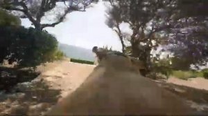 Собачка бежит на море