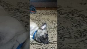 В собаку вселился демон. Скрытая съёмка