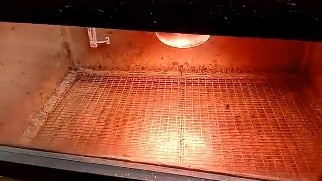 Закладка перепелинных яиц в инкубатор. смотреть онлайн