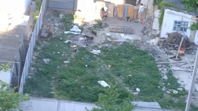 13 собак в центре Анапы лаем изводят жилые районы. Собачья ферма в городе. Реальная история смотреть онлайн