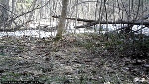 Кто съел приманку для лисы. Фотоловушка в лесу.