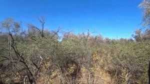 Охота с лайками на кабана в Казахстане, собакам досталось. 15.10.21