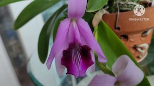 Laelia dayana...Очередное домашнее цветение.