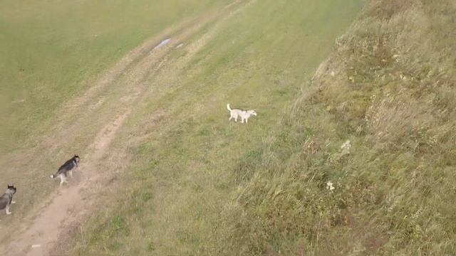 Невероятные приключения хаски по имени Фрост часть 7 Август и Сентябрь 2018 смотреть онлайн