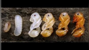 развитие муравьёв Жнецы и Camponotus cruentatus