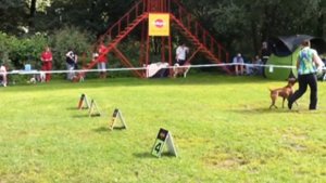 тайский риджбек выставка 17 августа 2013