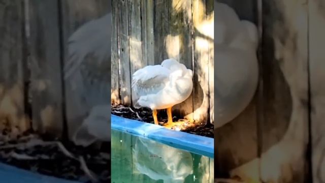 Black-crowned night heron, white american pelican, anhinga at Seaside Seabird Sanctuary смотреть онлайн