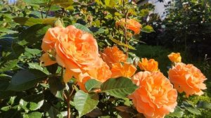 Любимая роза в нашем саду. Сорт Goldelse.