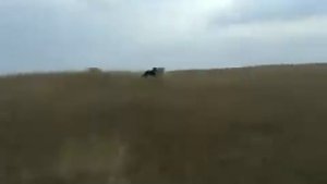 Охота на волка Wolf hunting with dogs kazakhs tazy Lobo caza con perros 猎狼与狗