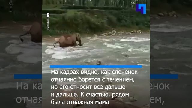 В Индии отважная слониха спасла своего детеныша смотреть онлайн
