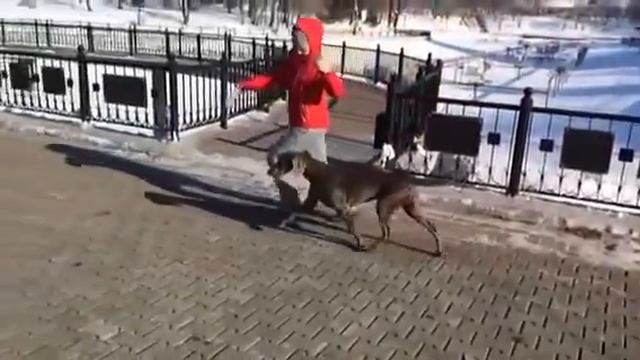 Weimaraner - 11 months смотреть онлайн
