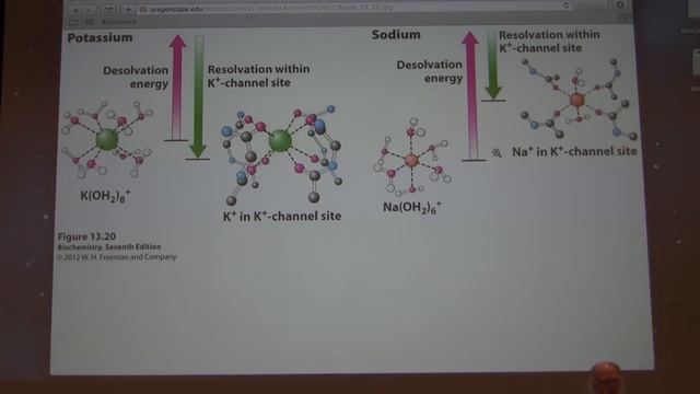 31. Kevin Ahern's Biochemistry - Membrane Transport and Mitochondria смотреть онлайн