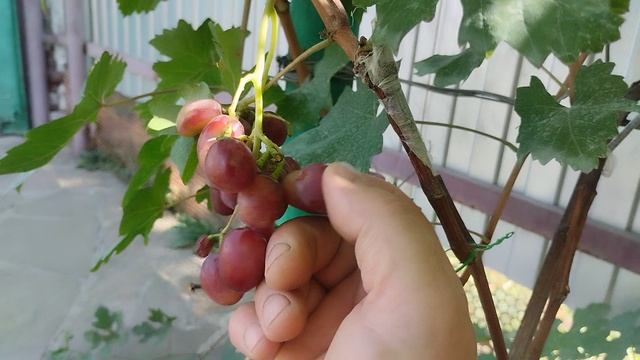 Новинки,часть 3, Киевлянка,Черниговский, Феникс, и другие.