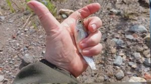 Первый опыт мормышинга