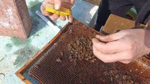 Спасение матки Бакфаст в марте